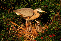 Great blue heron at nest with chicks {Ardea herodias} Florida, USA