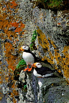 Horned puffin pair, St Paul Island, Alaska, USA