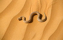 Horned viper moving across sand {Cerastes cerastes} United Arab Emirates