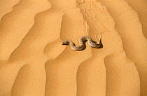 Horned viper moving across sand {Cerastes cerastes} United Arab Emirates