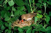 Garden warbler feeding chicks at nest {Sylvia borin} UK