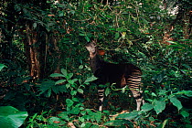 Okapi {Okapia johnstoni} feeding in forest Epulu Ituru Reserve, DR Congo