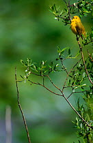 Yellow warbler (Dendroica petechia) singing. Grand Teton NP, Wyoming, USA