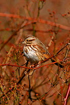 Song sparrow perched. {Zonotrichia melodia} Long Is, New York, USA