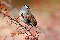 White crowned sparrow perched (Zonotrichia leucophrys). Bosque del Apache NWR, NM, USA.