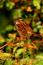 White throated sparrow perched, Long Is, USA