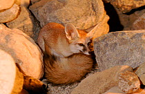 Blanford's fox, United Arab Emirates