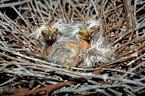 Yellow crowned night heron chick in nest. Florida, USA. {Nyctanassa violacea}