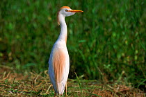Cattle egret {Bubulcus ibis} Texas, USA.