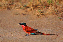 Carmine bee eater {Merops nubicus} Kruger NP, S Africa