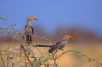 Yellow billed hornbills {Tockus flavirostris} Etosha NP, Namibia.