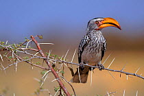 Yellow billed hornbill {Tockus flavirostris} Etosha NP, Namibia.