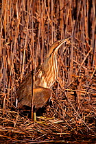 American bittern in reeds {Botaurus lentiginosus} Long Is, New York, USA