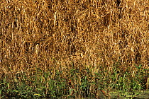 American bittern {Botaurus lentiginosus} camouflaged in reeds, Florida, USA