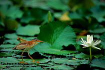 Chinese little bittern on pond. {Ixobrychus sinensis} Mahe Island, Seychelles Baie Lazare