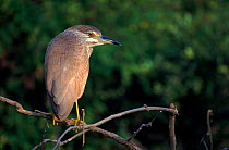 Night heron juvenile {Nycticorax nycticorax} Keoladeo Ghana NP, India - aka Bharatpur