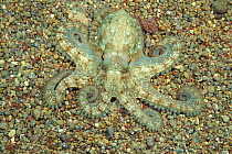 Common octopus on sand, Greece