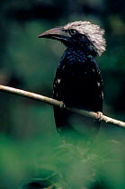 African white crested hornbill, Epulu Ituri Reserve, DR Congo (formerly Zaire)