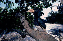 Piping hornbill in tree, Epulu Ituri Reserve, DR Congo (formerly Zaire)