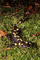 European salamander - adult showing warning colours, Italy