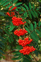 Ripe Rowan berries {Sorbus aucuparia} UK Scotland