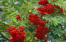 Ripe Rowan berries {Sorbus aucuparia} UK