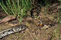 Yellow bellied toad defensive display to snake, Italy - shows brighly coloured belly