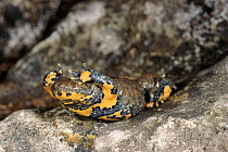 Yellow bellied toad defensive display  - shows brightly coloured belly, Italy