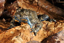 Yellow bellied toad feeding on dragonfly in leaf litter, Italy