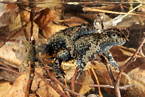 Yellow bellied toad pair in amplexus, note eggs, Italy. Life cycle sequence 1