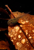 Yellow bellied toad tadpole feeding on dead leaf, Italy. Life cycle sequence 3