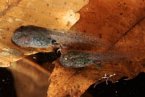 Yellow bellied toad tadpoles with developed legs, Italy. Life cycle sequence 4