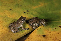 Yellow bellied toad froglets, Italy. Life cycle sequence 6