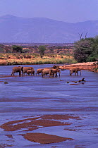 African elephant family herd (Loxodonta africana) crossing Ewaso Nyiro river, Samburu NR, Kenya