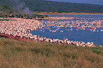 Lesser flamingoes on shores of Lake Bogoria, Kenya {Phoeniconaias minor}