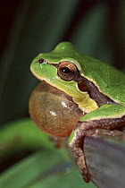 Common tree frog  male calling, Italy. Life cycle sequence 1