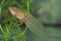 Common tree frog tadpole with hind legs and front legs developing, Italy. Life cycle sequence 4
