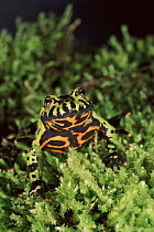 Oriental fire bellied toad showing warning colours.