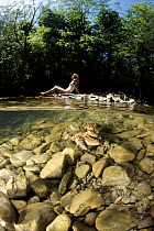 Common European toad pair in amplexus. Split level with woman sunbathing, Italy