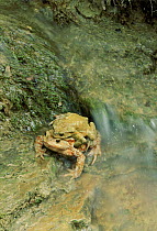 Common European toad  pair in amplexus. Italy
