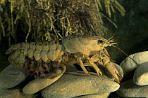 White clawed crayfish female with babies attached, Italy