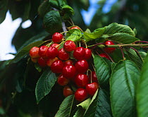 Sweet cherry tree {Prunus avium} berries, Sweden