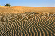 Sand dune patterns, Thar Desert, near Jaisalmer, Rajastan, India