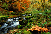Woodland stream with mushrooms. Lison valley, Jura mountains, France, Europe