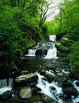 Cascade stream, Watersmeet, Exmoor National Park, Somerset, UK.