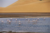 Flamingos wading through water. Walvis bay, Namib desert, Namibia