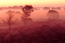 Mist at dawn, Kalmthoutse Heide, Kalmthout, Belgium, Europe
