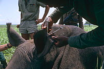Fitting radio collar to White rhinoceros (Ceratotherium simum) Garamba NP, Democratic Republic of Congo (formerly Zaire)
