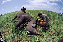Fitting radio collar to White rhinoceros, Garamba NP, Democratic Republic of Congo.