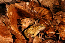Stream frog camouflaged in leaf litter, Italy